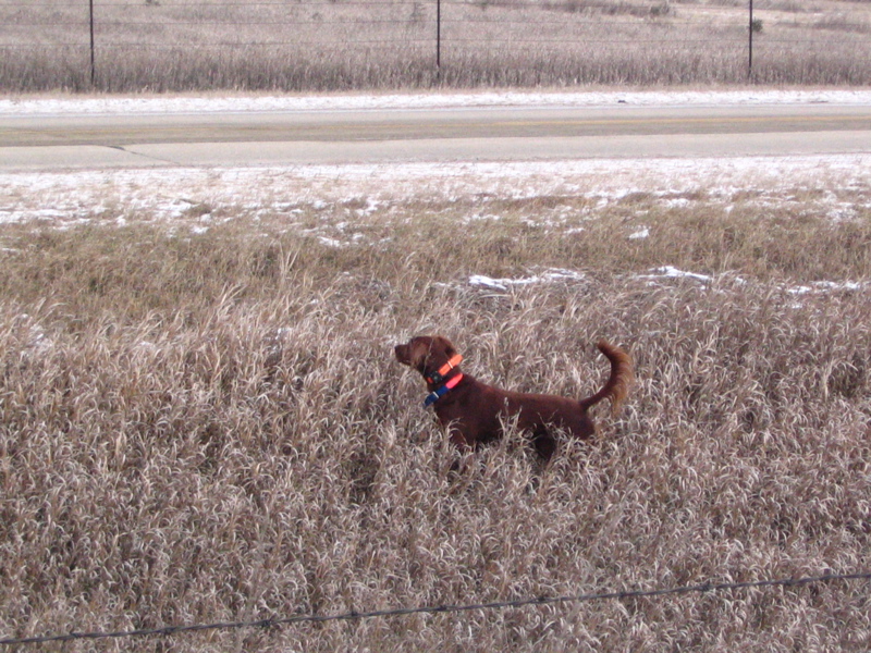 Brophy’s Molly McLucky Charm AKC SN595774/02 - 4